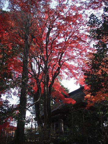 101128syorinzan 013b.jpg